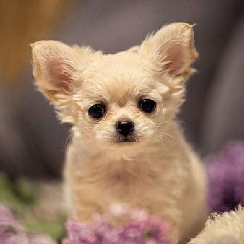 Щенки Чихуахуа | Юлия Лобода